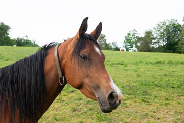 Obraz premium Porträt eines Araber Pferdes