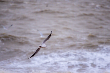 The Seagull Is A Large Bird Often Seen At The Seaside Trying To Steal Food Etc From People