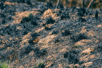 A close-up of charred grass and blackened earth after a forest fire, illustrating the harsh impact of wildfire on nature and the resilient landscapes left in its wake.