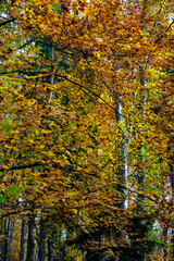 Obraz premium View of trees covered with yellow leaves in an alpine forest