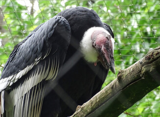 Andean condor (Vultur gryphus) at zoo
