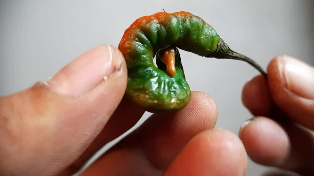 Large curly chili peppers, half-ripe, red and green. Footage maco
