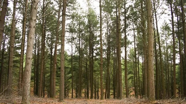 Pine (Pinus sp.) plantation in Sao Francisco de Paula, South of Brazil	