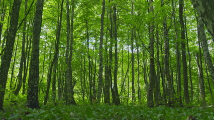 Fototapeta premium Beautiful Summer Morning In Forest. Moving In Summer Forest. Beautiful Sunny Morning In Green Forest. Green Trees In Forest. Gimbal shot.