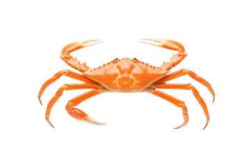 Orange crab, seafood delicacy, white isolated background