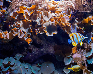 Colorful coral reef scene with diverse corals, a yellow boxfish, and a copperband butterflyfish, displaying vibrant marine life in an underwater habitat.