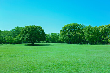 Fototapeta premium Green Park trees