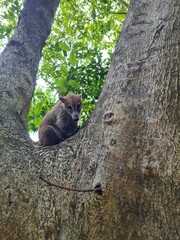 Coati in tree