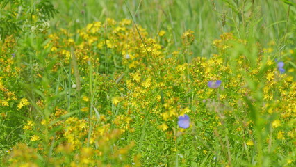 Common St.-John S Wort In Steppe. Hypericum Perforatum Or Known As St Johns Wort. Slow motion.