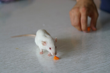 A curious white rat explores a home environment, focused on a small piece of carrot. Its bright...
