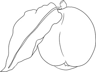 Peach outline vector. Apricot illustrations in hand drawn doodle style. Whole peaches, sliced peaches, slices, fruit on a branch, leaves.