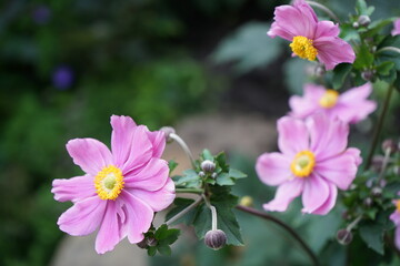 pink flowers in the garden