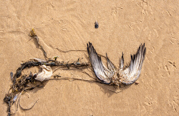 A Dead Bird That Has Been Caught Up In Fishing Wire Lays On The Sandy Beach