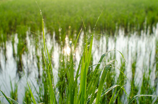 dew on sunrise