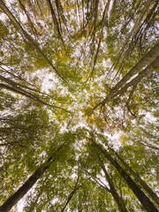 A forest with trees in the middle of the sky