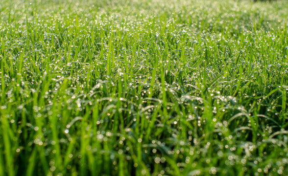 dew on grass