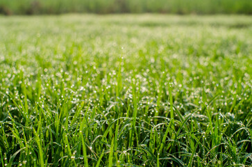 dew on grass