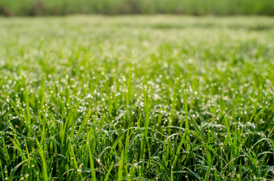 dew on grass
