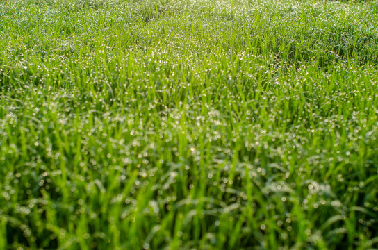 dew on grass