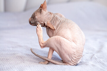 A bald sphinx cat scratches itself with its paw. A hairless cat sits on a bed and scratches its...