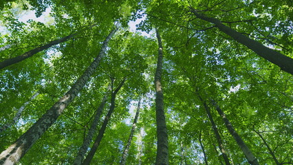 Fototapeta premium Fresh Green Leaves On A Tree Sway In Wind. Summer Sun Tree Branch Background Nature Landscape. Summer In European Nature. Slow motion.