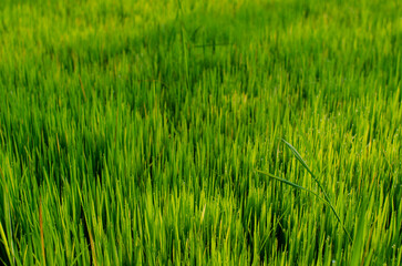 rice field