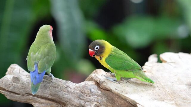 Two lovebird (Agapornis roseicollis) also known as rosy collared or peach faced lovebird. Two colorful parrots male and female are together