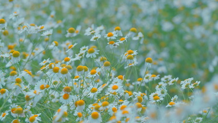 Wildflowers In Nature Spring. Summer Flowers. Spring Biology. Field With Chamomile Flowers. Beautiful Summer Meadow. White Chamomilla. Gimbal Stabilize.