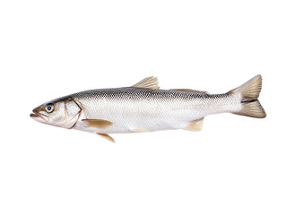 Fresh fish, white isolate background, Transparent background.