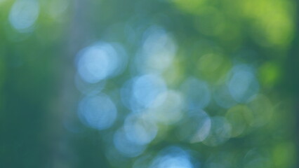 Obraz premium Beautiful Summer Morning In Forest. Moving In Spring Forest. Beautiful Sunny Morning In Green Forest. Green Trees In Forest. Bokeh.