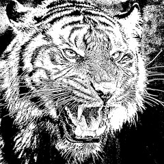 head of a tiger raw raw with grunge effect on black background