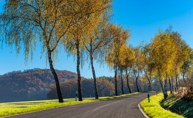 Birch avenue in the Sauerland on a sunny fall day with blue sky. Brightly colored leaves on the trees in Arnsberg (Germany)  near Oelinghausen Monastery, a popular tourist attraction and hiking area.