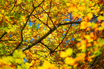 Branches with colorful autumn leaves of beech trees (Fagus) in Sauerland (Germany) in Indian Summer. The leaves turn orange, yellow, red and brown in October and November and are backlit by the sun. 