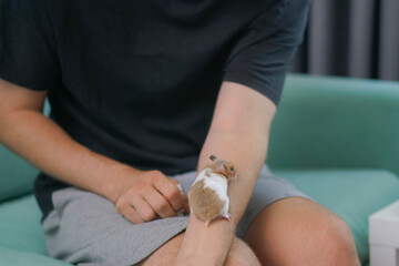 A small, curious hamster explores a person's hand, demonstrating its playful nature in a warm and inviting indoor environment, perfect for bonding moments