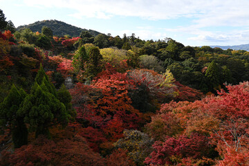 Autumn Serenity in Kyoto&rsquo;s Maple Forest