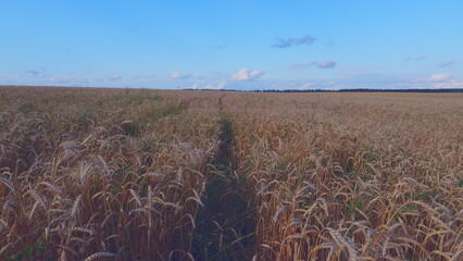 Agriculture Industry. Farmers Field. Harvest Festival. Yellow Wheat Stalks. Organic Wheat. Grain Is...