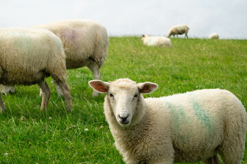 grasende Schafe Ovis gmelini aries auf dem Deich von Neuharlingersiel