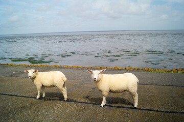 grasende Schafe Ovis gmelini aries auf dem Deich von Neuharlingersiel