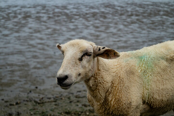 grasende Schafe Ovis gmelini aries auf dem Deich von Neuharlingersiel