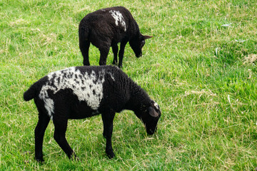 grasende Schafe Ovis gmelini aries auf dem Deich von Neuharlingersiel