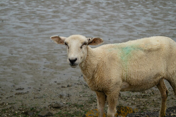 grasende Schafe Ovis gmelini aries auf dem Deich von Neuharlingersiel