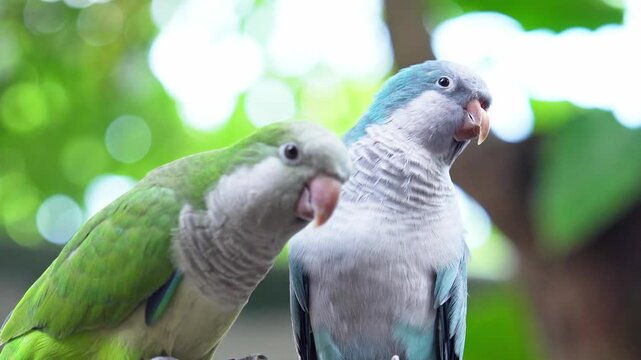 Two monk parakeets (Myiopsitta monachus) in love, also known as the Quaker parrot, small, bright-green parrot with a greyish breast and greenish-yellow abdomen. Valentine concept