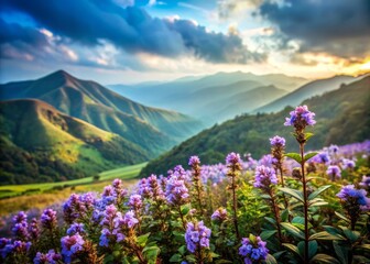 Obraz premium Neelakurinji Flowers in Full Bloom on Mullayanagiri Hills, Chikmagalur - A Vintage Style Photography Experience Capturing Nature's Beauty in the Western Ghats