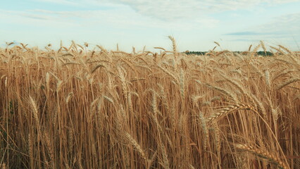 Healthy Ripe Spikelets At Summer Evening. Golden Wheat Ears Are Swaying By Wind. Ripe Wheat In A Field. Beautiful Natural Wheat Field.