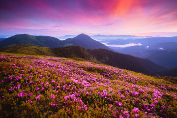 Fototapeta premium Fantastic mountain panorama with pink flowers and soft light at sunset. Carpathian mountains, Ukraine. Photo wallpapers.