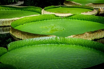 Closeup on giant lotus leaves in the pond