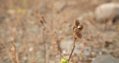 Prickly wild plant in nature.