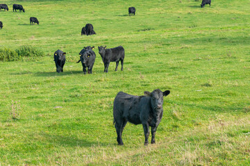 A herd of black cattle on green outdoor pasture