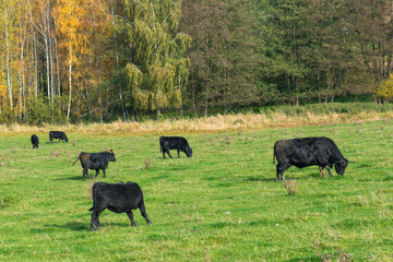 A herd of black cattle on green outdoor pasture