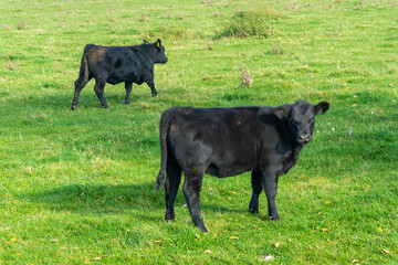 A herd of black cattle on green outdoor pasture